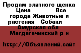 Продам элитного щенка › Цена ­ 30 000 - Все города Животные и растения » Собаки   . Амурская обл.,Магдагачинский р-н